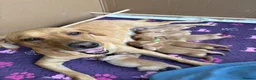 Goldador dogs for sale: 6 Beautiful Goldador Puppies - Advert 18