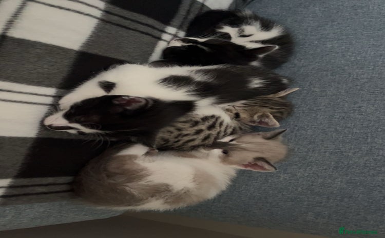 Mixed Breed cats - Advert 3