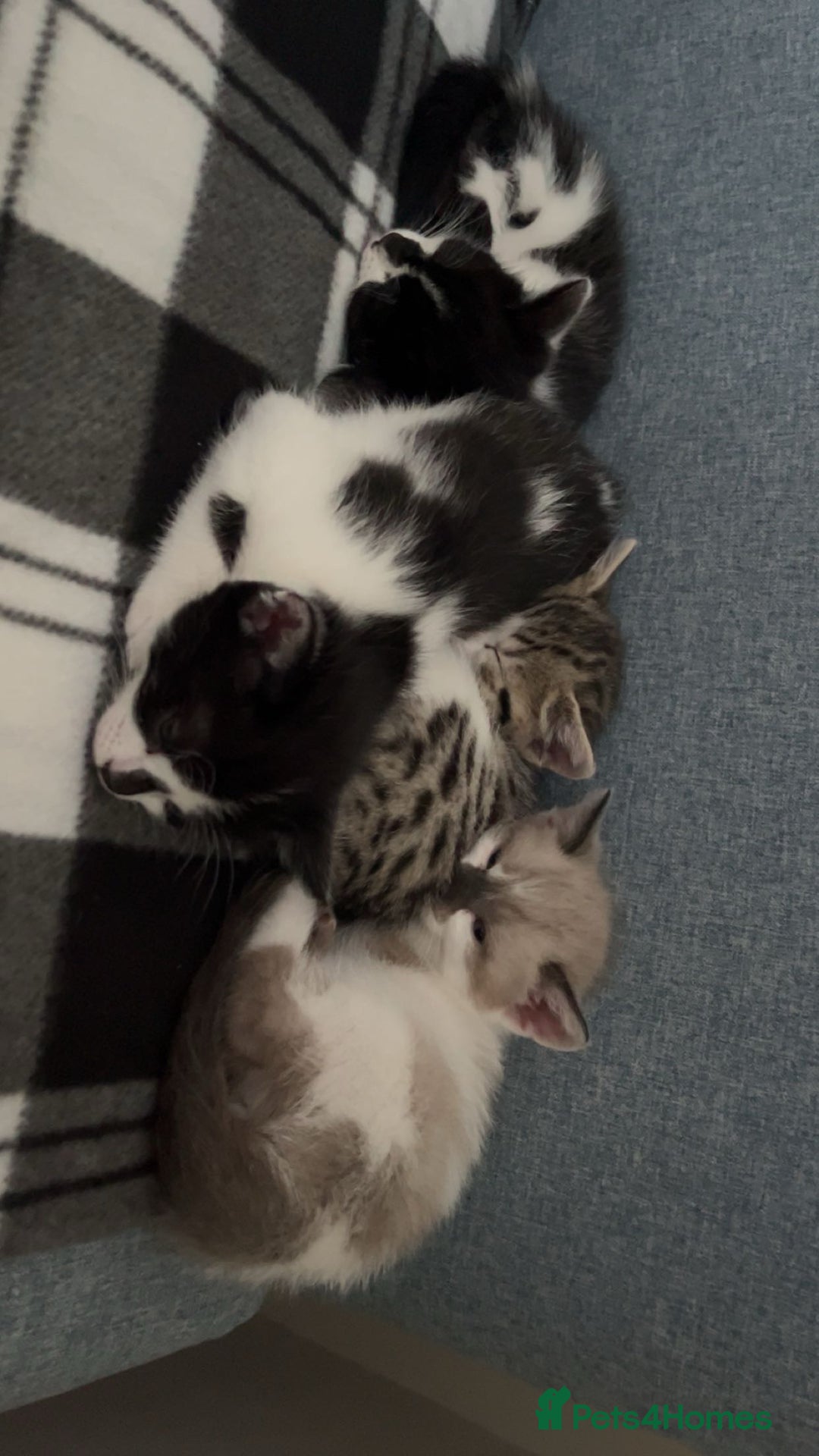 Mixed Breed cats for sale: Bengal x British long hair kittens  - Image 1