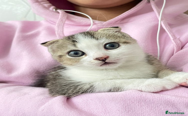 Scottish Fold cats - Advert 13