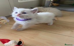 Ragdoll cats for sale: GCCF Seal point and bi colour Ragdoll Kittens - Image 30