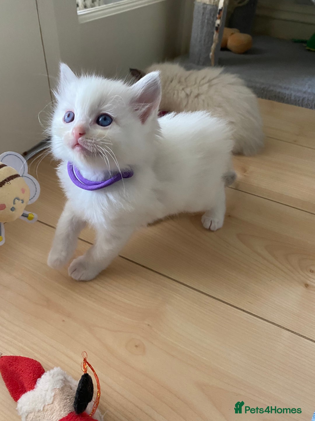 Ragdoll cats for sale: GCCF Seal point and bi colour Ragdoll Kittens - Image 30