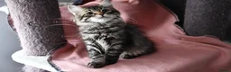 Siberian cats for sale: Siberian Kitens from Tunguska House Cattery - Advert 21