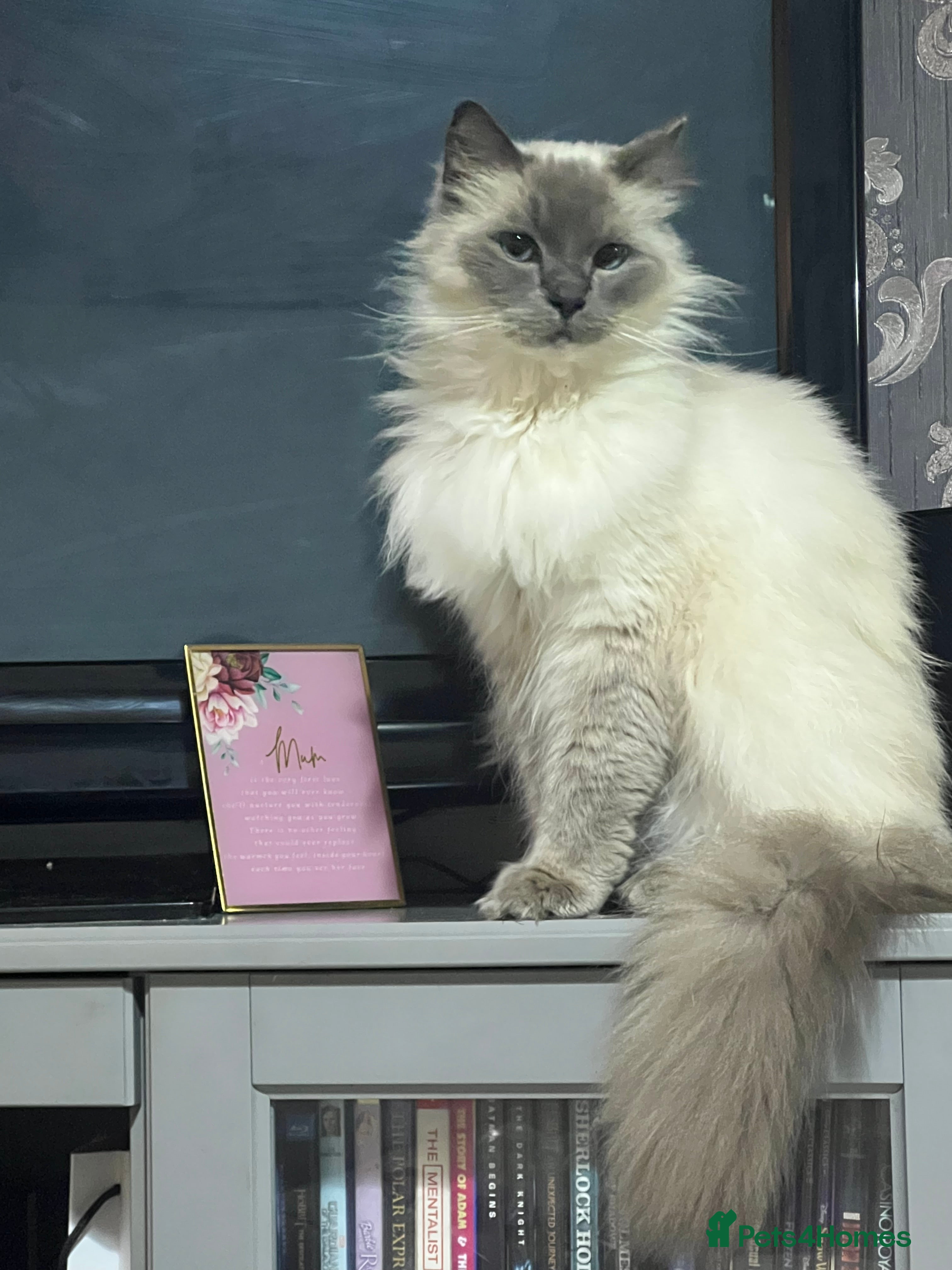 Ragdoll cats Ragdoll 5 yrs old  - Advert 2