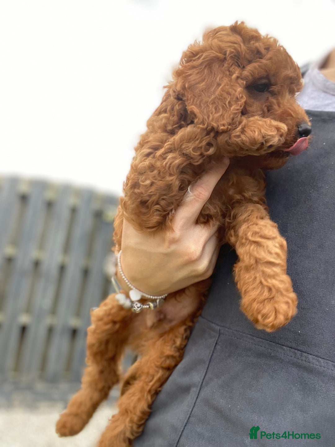 Cockapoo dogs for sale: 3 Cockapoochon puppies available  - Image 8