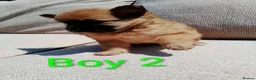 Pomeranian dogs for sale: 1 girl and 2boys - Advert 16