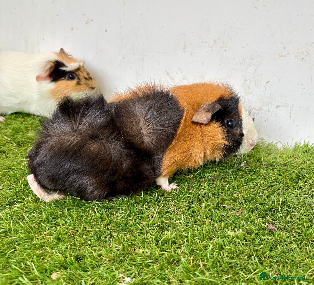 Guinea Pig rodents for sale: Super calm, friendly Guinea pig females  - Image 10