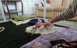 Clumber Spaniel dogs for sale: Female Clumber Spaniel Puppy for Sale - Image 3