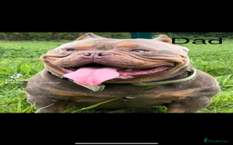American Bully dogs for sale: Stunning pocket bully litter fully registered  - Image 4