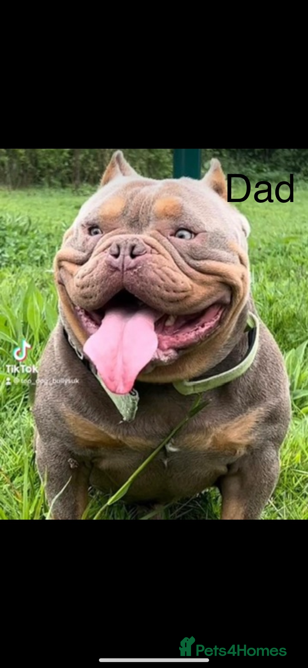 American Bully dogs for sale: Stunning pocket bully litter fully registered  - Image 4