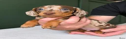 Miniature Dachshund dogs for sale: 🐾 BEAUTIFUL MINIATURE DACHSHUND PUPPIES 🐾 - Advert 4