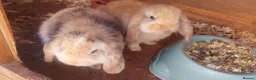 Mini Lop rabbits for sale: Swiss mini lops - Advert 2
