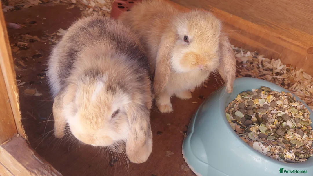 Mini Lop rabbits for sale: Swiss mini lops - Advert 2