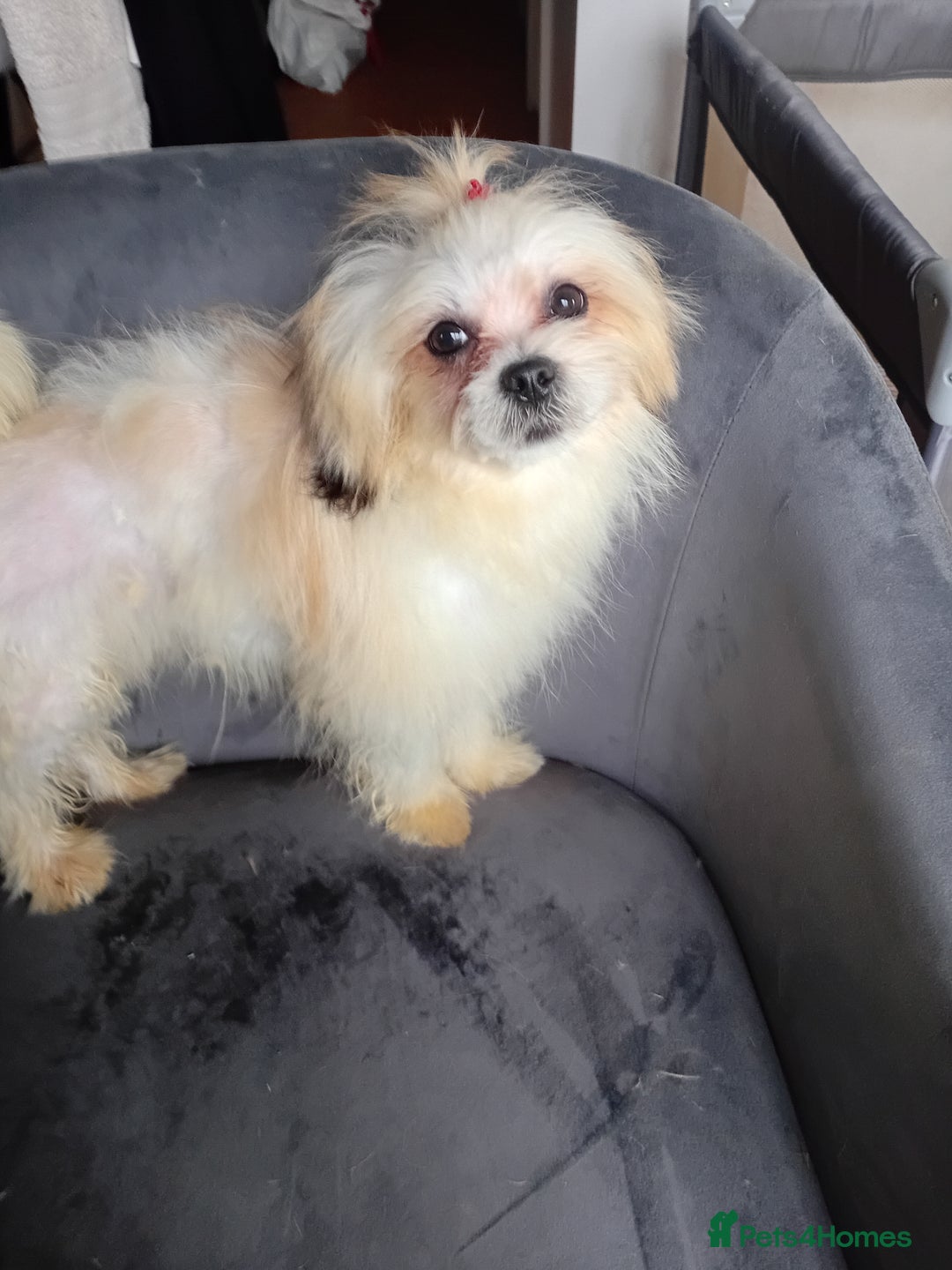 Mixed Breed dogs for sale: beautiful maltes/Lhasa Apso puppies  - Advert 5