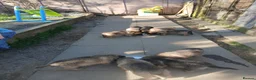 German Shepherd dogs for sale: German Shepherd pups - Advert 2