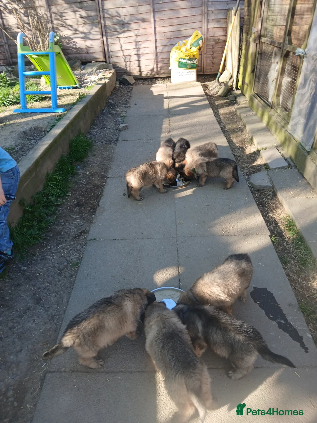 German Shepherd dogs for sale: German Shepherd pups - Advert 2