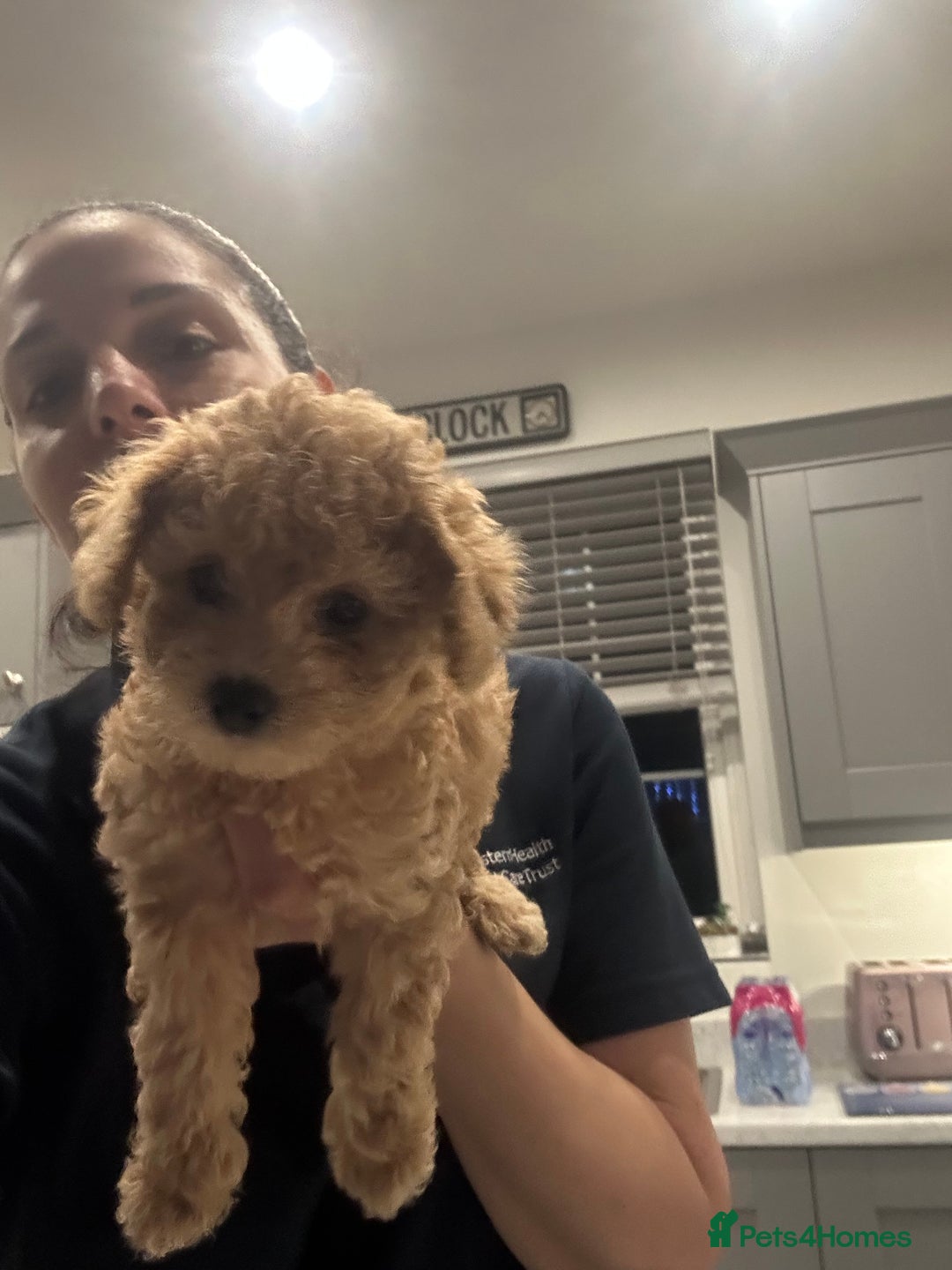 Toy Poodle dogs for sale: Stunning KC Registered Toy Poodle Pups  in Belfast - Advert 8