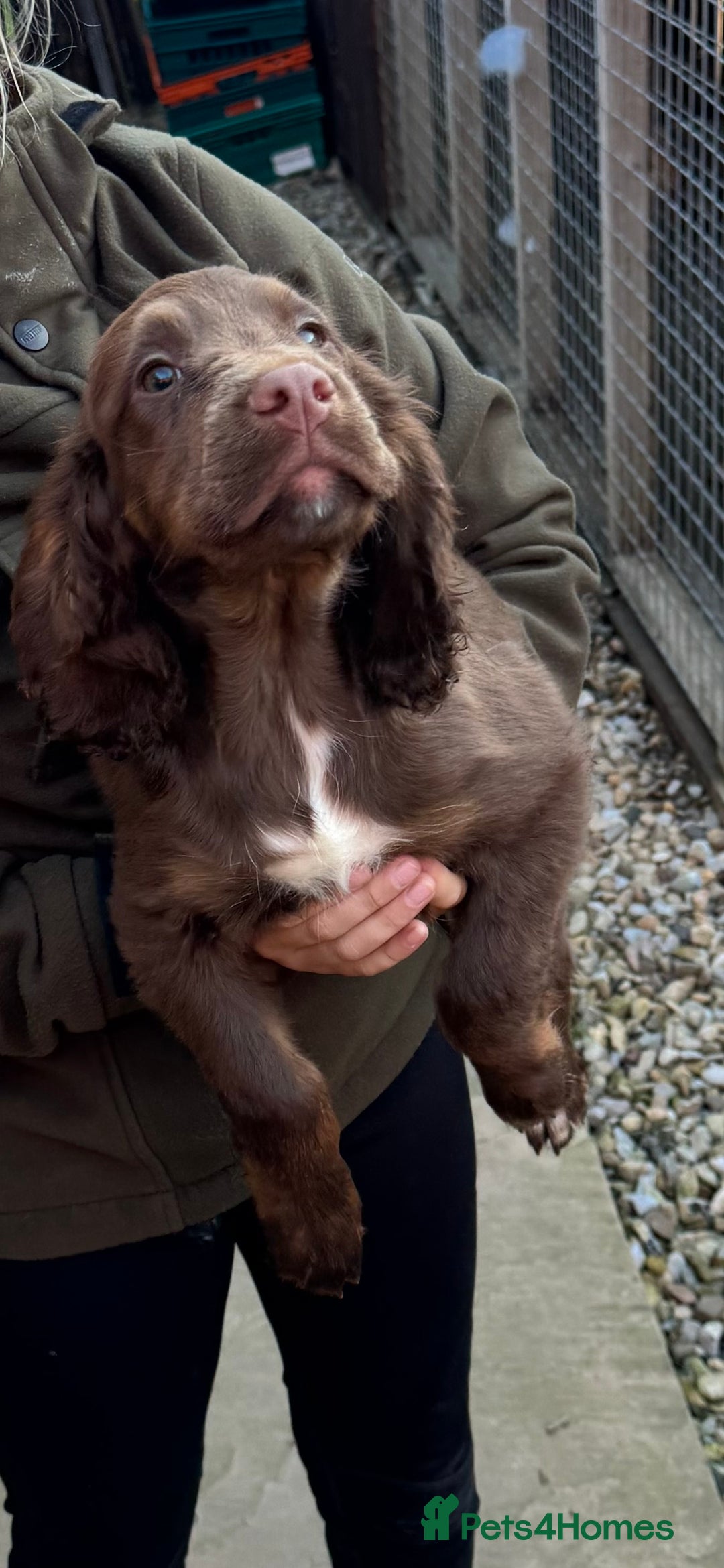 Cocker Spaniel dogs for sale: Working cocker spaniels  - Image 39