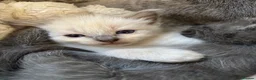 Ragdoll cats for sale: 7 Gorgeous ragdoll cross kittens 🤍 - Advert 22