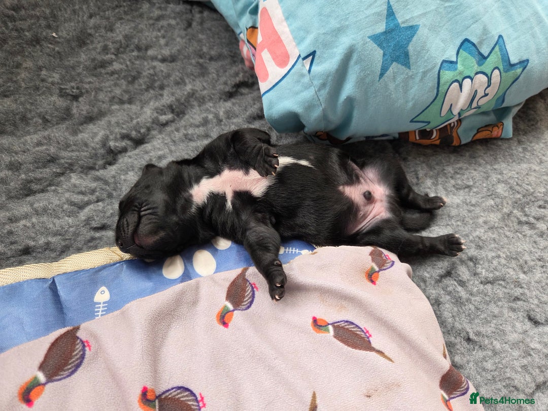 Mixed Breed dogs for sale: Beautiful Collie x K.C Staffy Pups  - Image 3