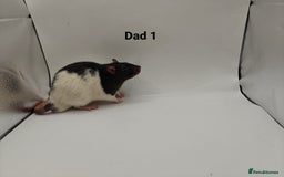 Rat rodents for sale: OCT: 32 Rats (7 Rats: 4 Boys, 3 Girls Left) - Advert 31