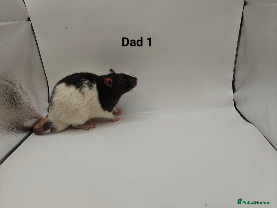 Rat rodents for sale: OCT: 32 Rats (7 Rats: 4 Boys, 3 Girls Left) - Advert 31