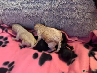 Mixed Breed dogs Adorable Small Miniature x Toy Poodle Puppies - Advert 12