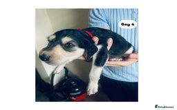 Saluki dogs for sale: KC registered Saluki puppies - Image 12