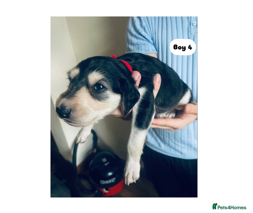 Saluki dogs for sale: KC registered Saluki puppies - Image 12