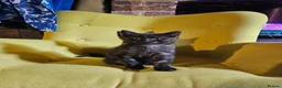 Mixed Breed cats for sale: 1 Ghost Tabby, 1 Tortoiseshell and 1 Black kittens in Cranbrook - Advert 24