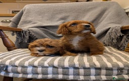 Cavachon dogs for sale: 2 Stunning Deep Red F1b Cavachon Puppies💙🩷 - Advert 2