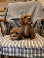 Cavachon dogs 2 Stunning Deep Red F1b Cavachon Puppies💙🩷 - Advert 1