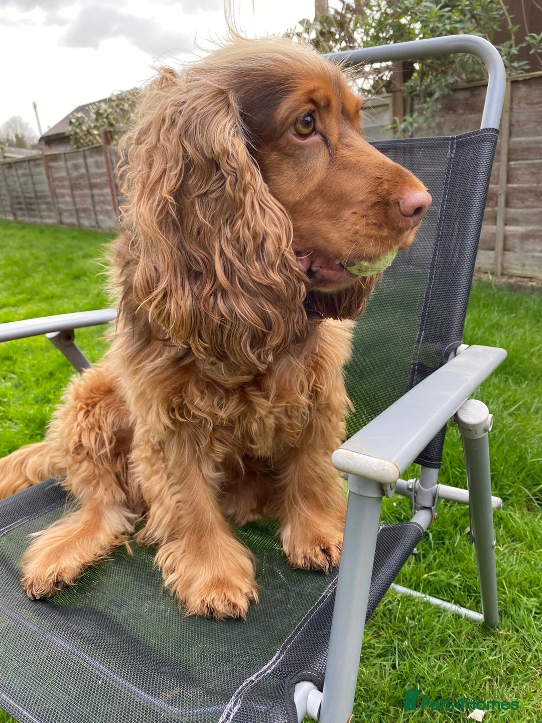 Cocker Spaniel dogs for sale: Yuna the cocker spaniel 3Y needs new forever home in Wellingborough - Advert 2