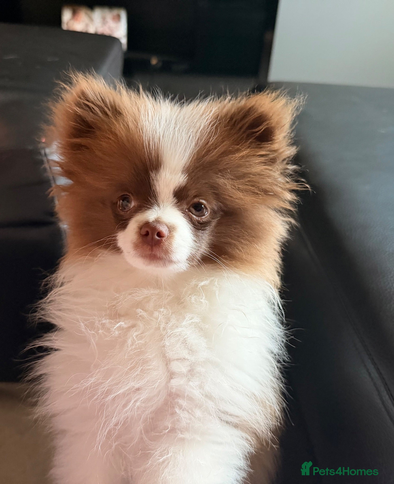 Pomeranian dogs Chocolate and white chi pom - Advert 7