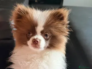 Pomeranian dogs Chocolate and white chi pom - Advert 7