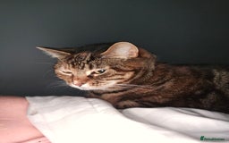 Mixed Breed cats for sale: Beautiful Kitty ♥️ - Image 4