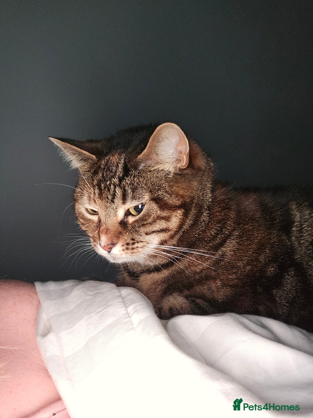 Mixed Breed cats for sale: Beautiful Kitty ♥️ - Image 4