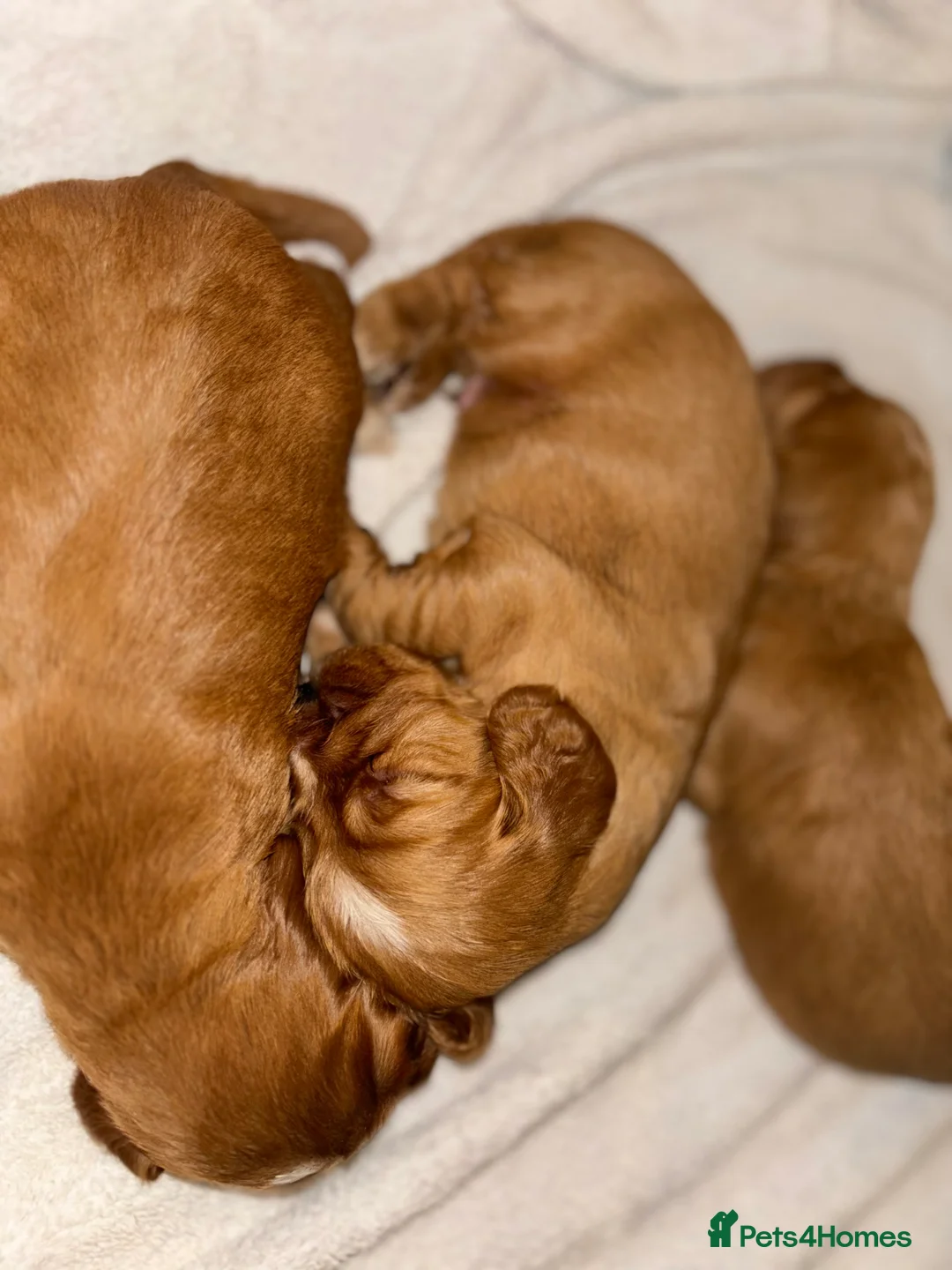 Cocker Spaniel dogs for sale: Working type cocker spaniel puppys - Advert 5