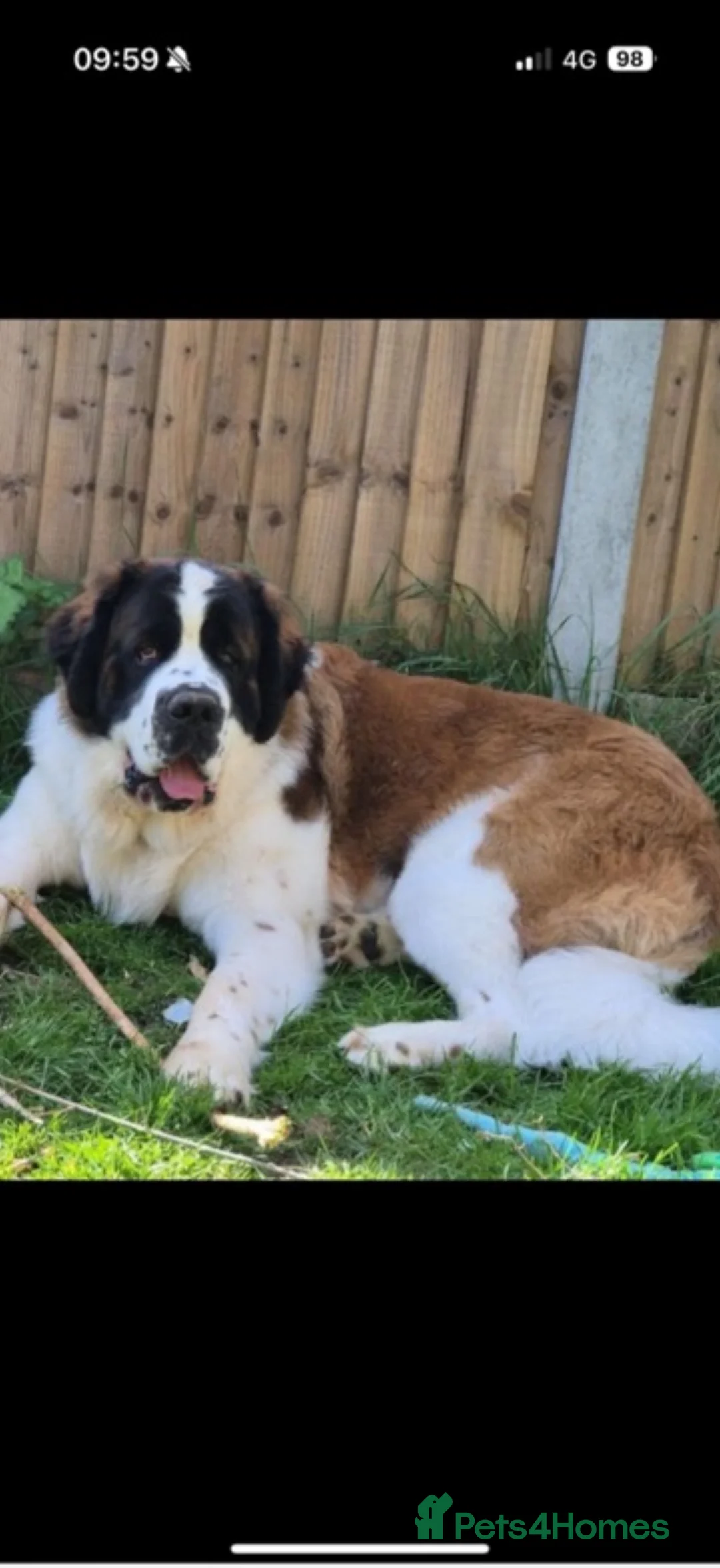 Saint Bernard dogs for stud: Proven Saint Bernard at stud in Rugeley - Advert 2