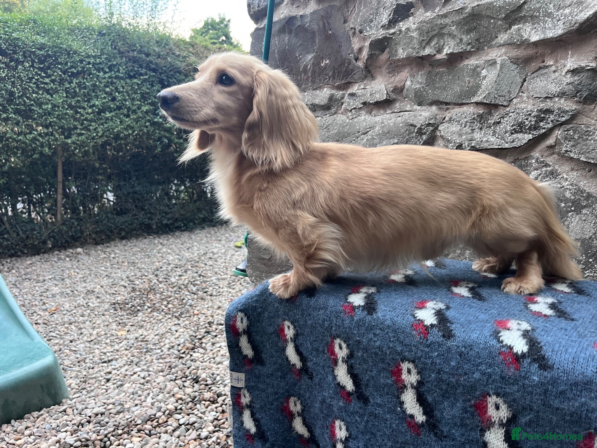 Miniature Dachshund dogs for stud: KC Health Tested Cream Miniature Dachshund Stud  - Advert 1
