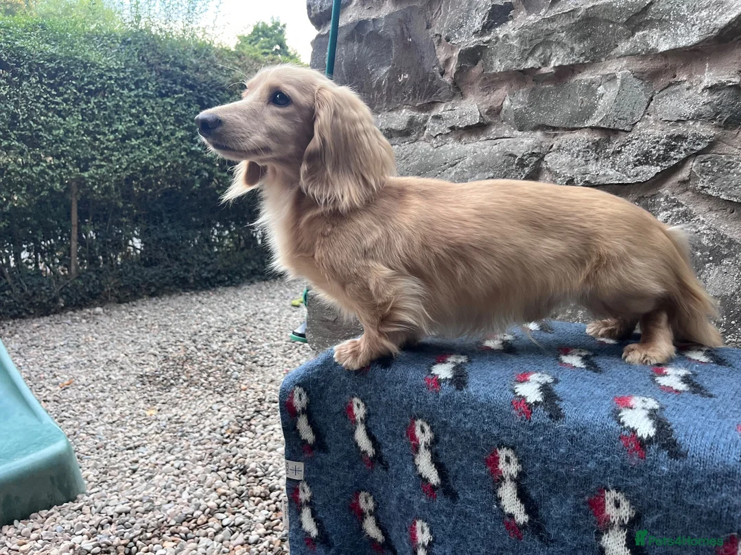 Miniature Dachshund dogs for stud: KC Health Tested Cream Miniature Dachshund Stud  - Advert 1