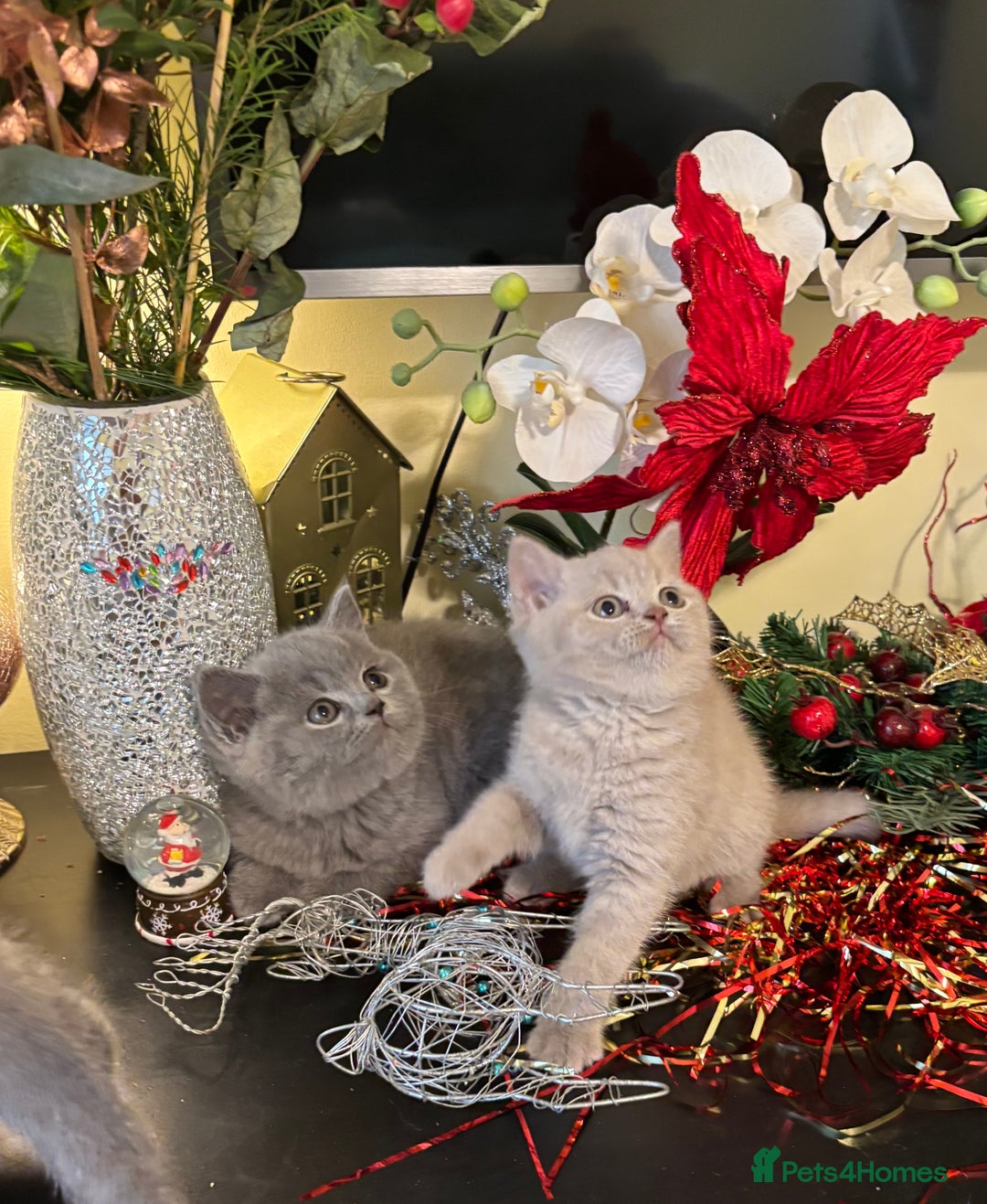 British Shorthair cats for sale: Full British shorthair kittens, London - Advert 15