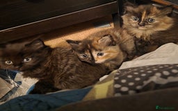 British Longhair cats for sale: Beautiful British longhair kittens - Image 17