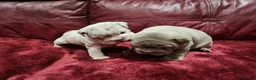 English Bulldog dogs for sale: 🐾Gorgeous British Bulldog Puppies - Boy & Girl💜 - Advert 16