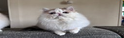 Persian cats for sale: Quality Persian Girls - Available Now - Advert 8