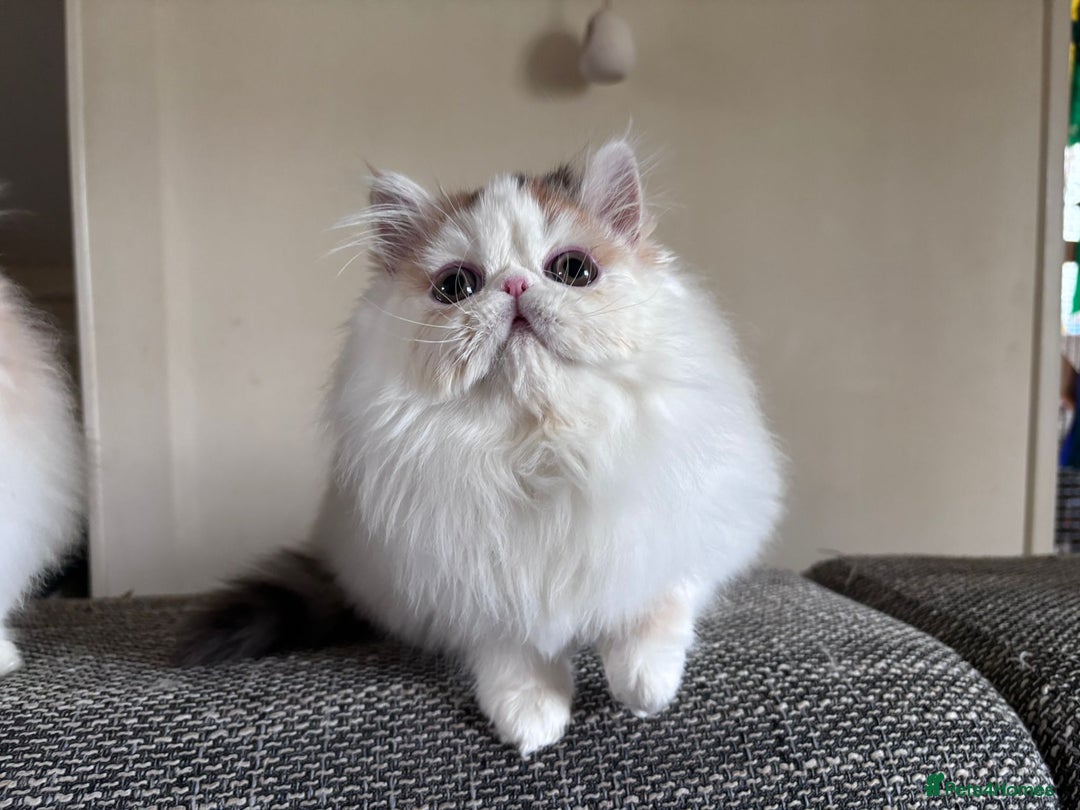 Persian cats for sale: Quality Persian Girls - Available Now - Advert 8