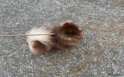 Pomeranian dogs for stud: Chocolate Stud Kc Registered ,Embark tested in Runcorn - Image 7