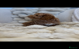 Maltipoo dogs for sale: Gorgeous F1 Maltipoo boy  - Image 7