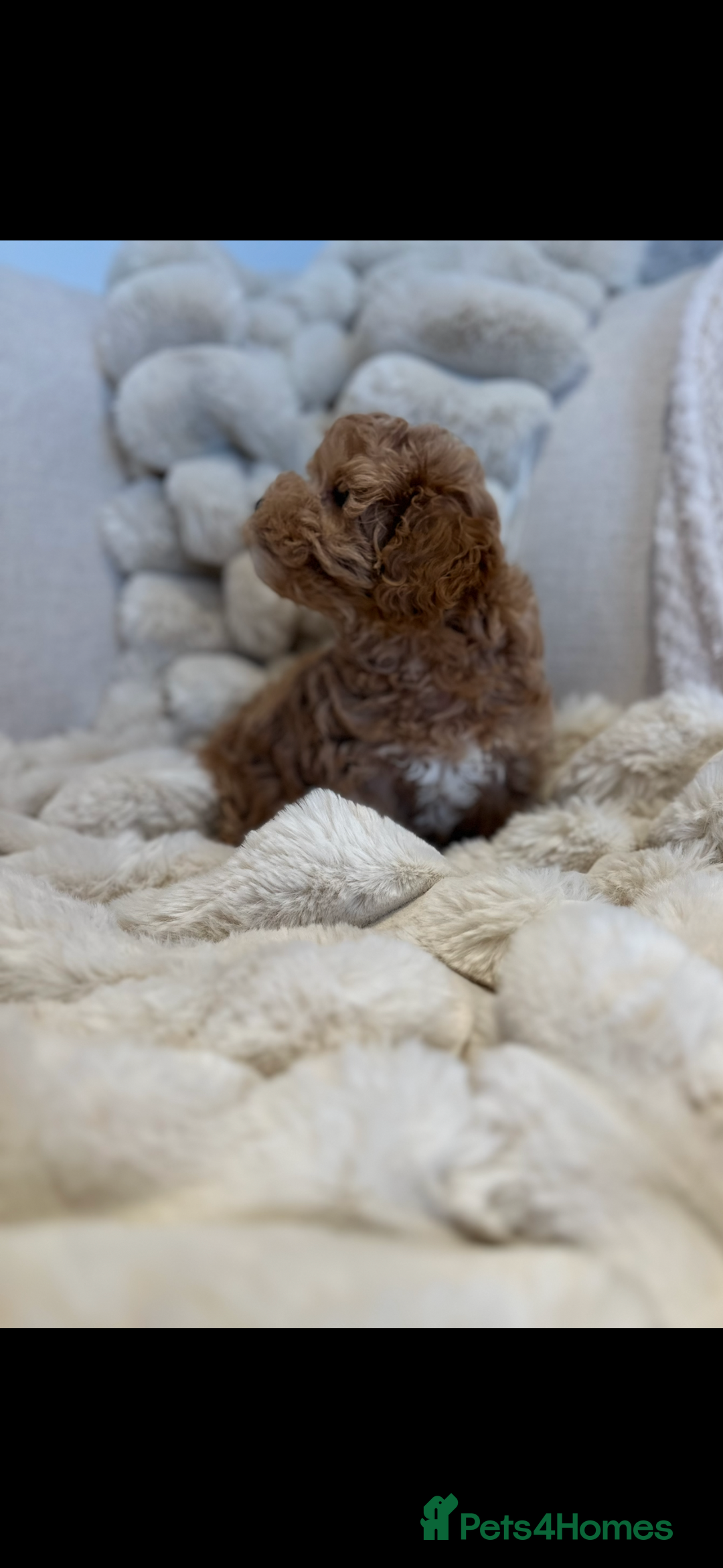 Maltipoo dogs for sale: Gorgeous F1 Maltipoo boy  - Image 7