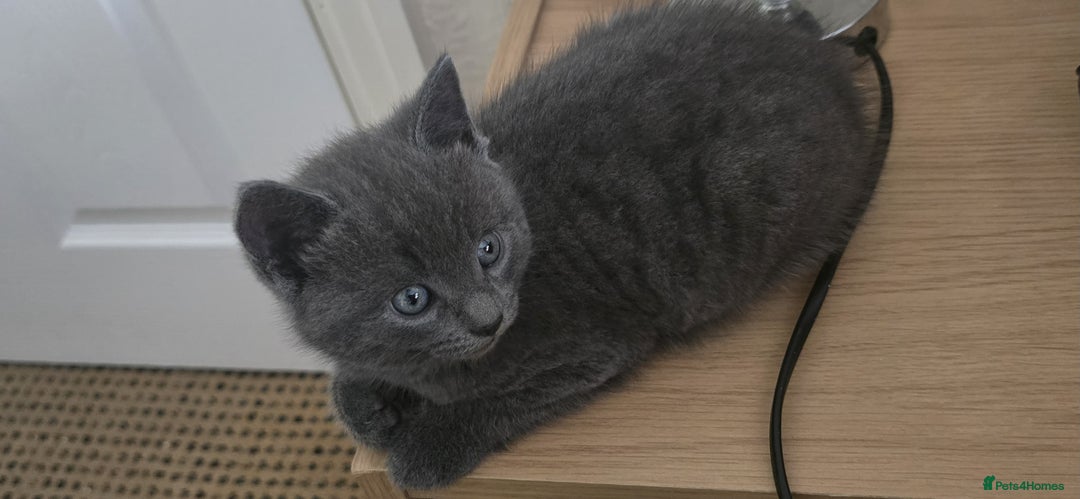 Russian Blue cats for sale: Gorgeous Russian Blue kittens - Image 10